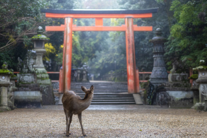 Biche devant un torii rouge sous la pluie dans un sanctuaire au Japon