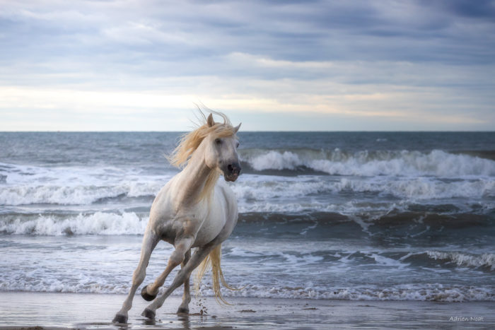 Cheval blanc galopant devant les vagues sur une plage de Camargue