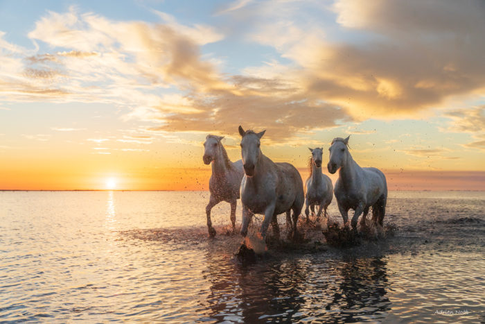 Chevaux blancs de Camargue courant dans l’eau au coucher du soleil