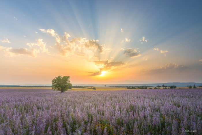 Champ de sauge sclarée sur le plateau de Valensole au coucher du soleil avec un arbre isolé