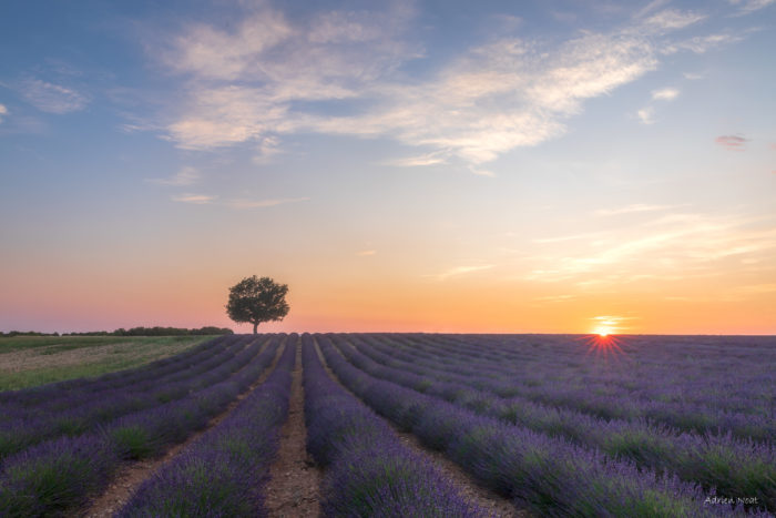 Coucher de soleil sur un champ de lavande avec un arbre solitaire sur le plateau de Valensole
