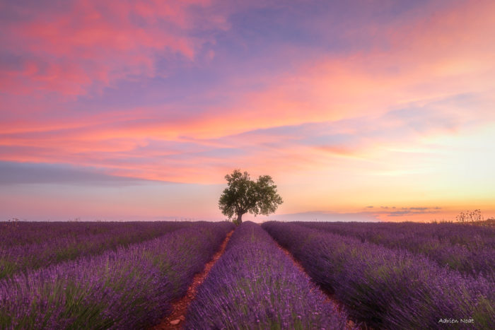 Arbre solitaire au milieu d’un champ de lavande sur le plateau de Valensole au coucher du soleil