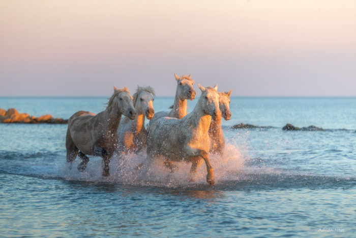 Chevaux blancs de Camargue galopant dans la mer au coucher du soleil