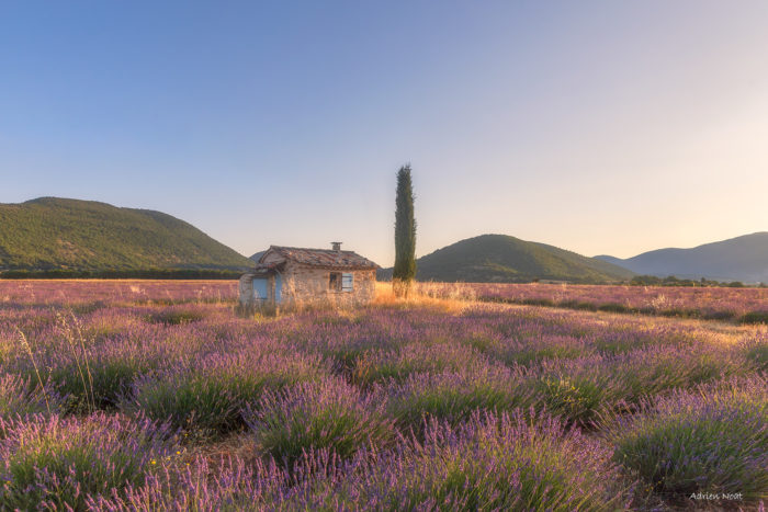 Cabanon en pierre et cyprès au lever du soleil dans un champ de lavande des Alpes de Haute-Provence