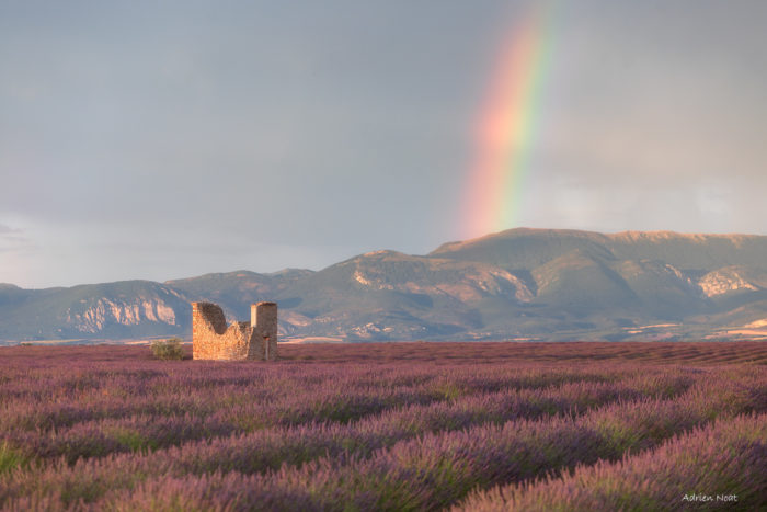 Arc-en-ciel au-dessus d’un champ de lavande sur le plateau de Valensole avec une bâtisse en pierre et les montagnes en arrière-plan