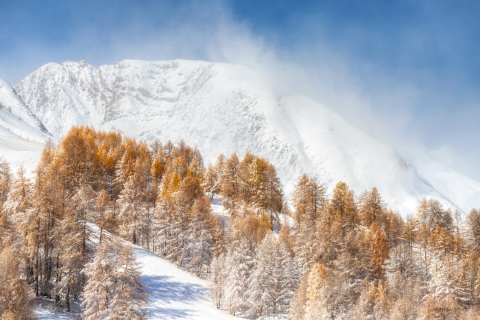 Mélèzes dorés sous la neige au pied d’une montagne vers Allos dans les Alpes de Haute-Provence