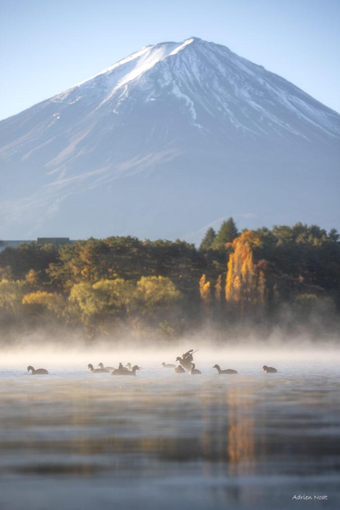 Mont Fuji au-dessus d’un lac brumeux avec des canards au premier plan au Japon