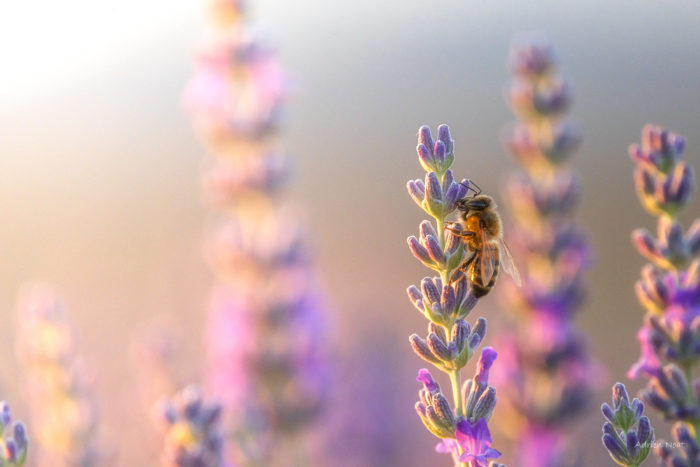 Abeille butinant une fleur de lavande dans la lumière dorée du soir en Haute-Provence
