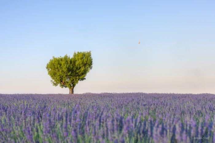 Arbre en forme de cœur au milieu d’un champ de lavande sur le plateau de Valensole