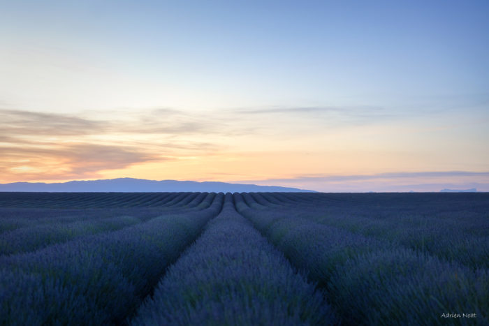 Champs de lavande sur le plateau de Valensole à l’heure bleue avec ciel de fin de journée