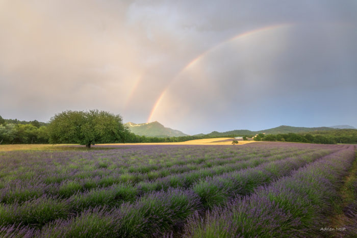 Double arc-en-ciel au-dessus d’un champ de lavande avec le Cousson près de Digne-les-Bains
