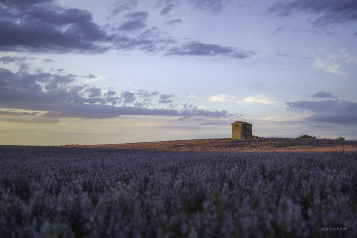 Champ de sauge sclarée avec une bâtisse en pierre au crépuscule sur le plateau de Valensole