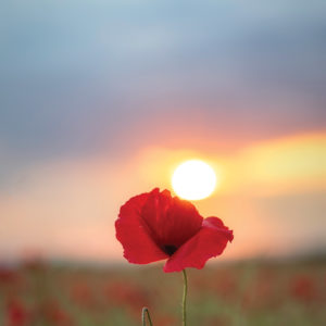 Coquelicot du soir
