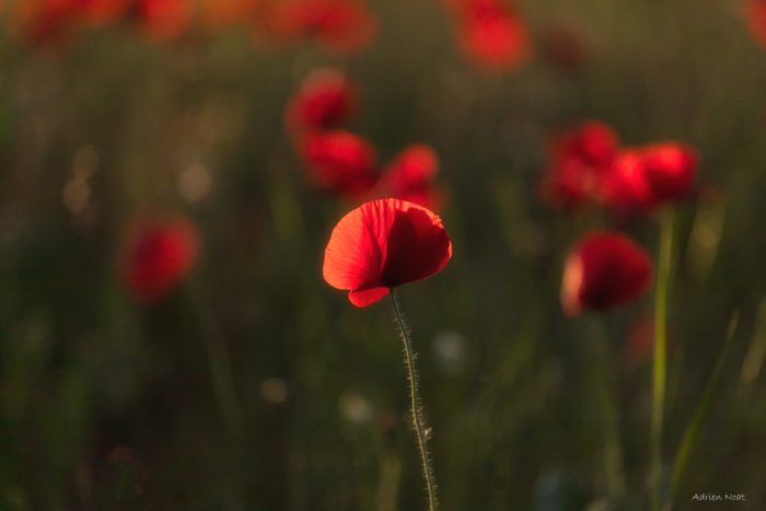 Coquelicot rouge traversé par la lumière du soir sur un arrière-plan flou