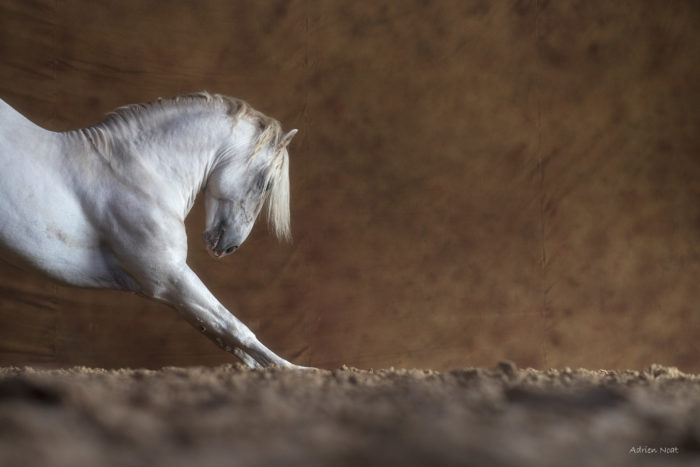 Cheval blanc en posture de révérence sur fond brun, photographié de profil