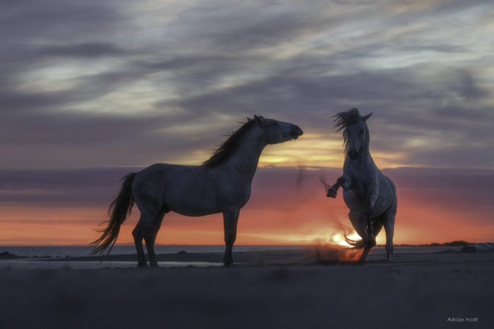 Deux chevaux camarguais sur une plage au coucher du soleil, dont l’un se redresse face à l’autre