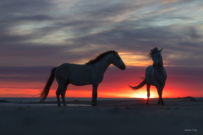 Deux chevaux blancs de Camargue au coucher du soleil sur une plage, sous un ciel coloré de fin de journée