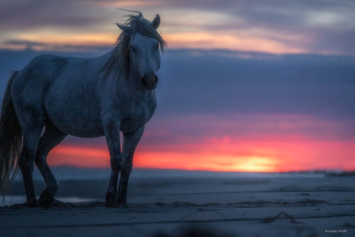 Cheval camarguais sur une plage à la tombée du jour devant un ciel rose et orangé