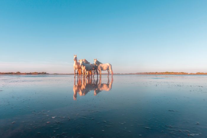 Groupe de chevaux blancs de Camargue dans une eau calme avec leurs reflets sous un grand ciel bleu